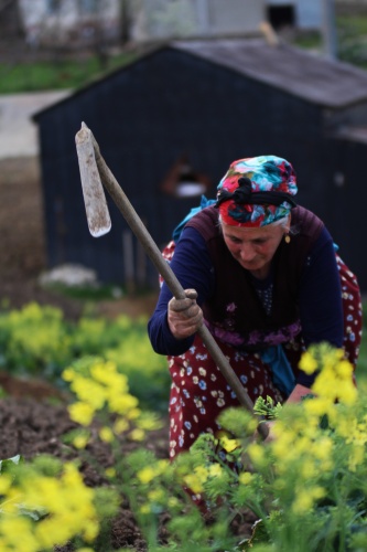 Şartlar zor olsa da Karadeniz kadını çalışmadan duramıyor. Foto Galeri 4