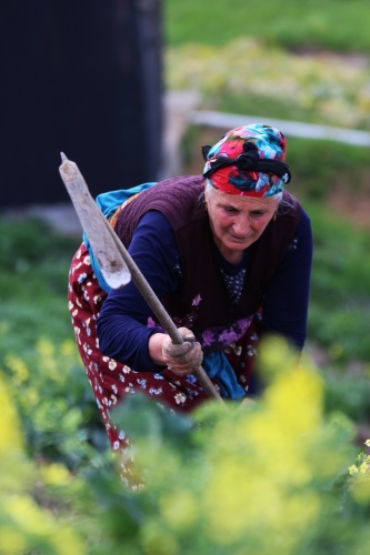 Şartlar zor olsa da Karadeniz kadını çalışmadan duramıyor. Foto Galeri 7