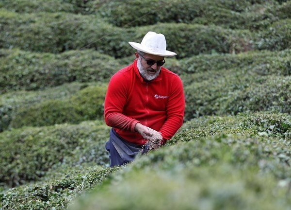 Doğu Karadeniz'de 204 bin üretici yaş çay sezonuna hazırlanıyor. Foto Haber 2