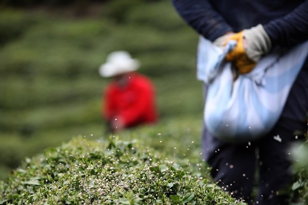 Doğu Karadeniz'de 204 bin üretici yaş çay sezonuna hazırlanıyor. Foto Haber 19