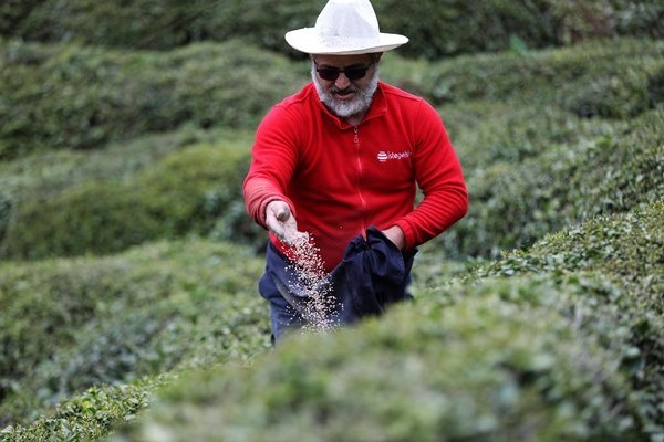 Doğu Karadeniz'de 204 bin üretici yaş çay sezonuna hazırlanıyor. Foto Haber 18