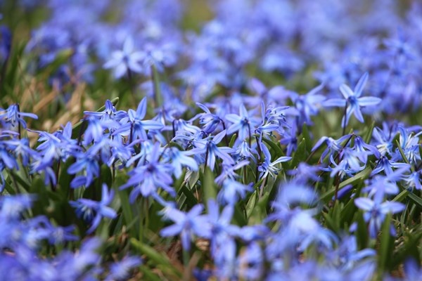 Karlar eridi, Mor Yayla'nın Mavi Yıldız çiçekleri kendini gösterdi. Foto Galeri 4