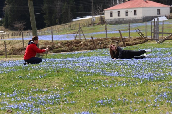 Karlar eridi, Mor Yayla'nın Mavi Yıldız çiçekleri kendini gösterdi. Foto Galeri 18