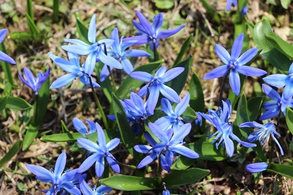 Karlar eridi, Mor Yayla'nın Mavi Yıldız çiçekleri kendini gösterdi. Foto Galeri 7