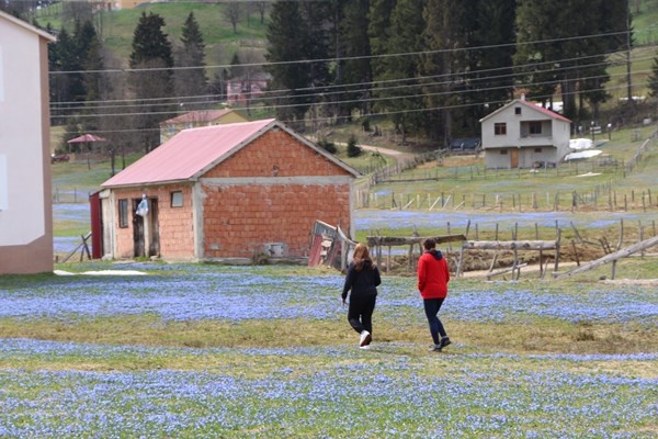 Karlar eridi, Mor Yayla'nın Mavi Yıldız çiçekleri kendini gösterdi. Foto Galeri 19