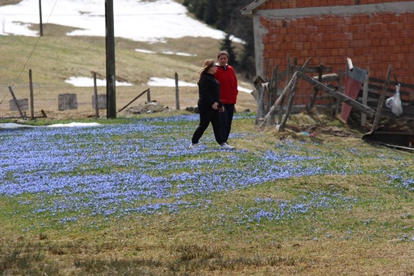 Karlar eridi, Mor Yayla'nın Mavi Yıldız çiçekleri kendini gösterdi. Foto Galeri 24