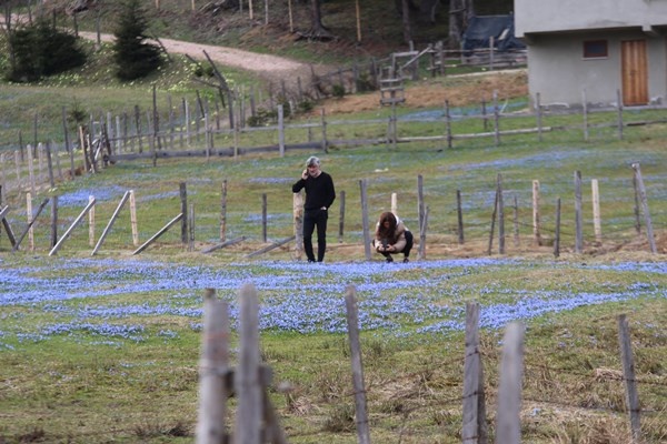 Karlar eridi, Mor Yayla'nın Mavi Yıldız çiçekleri kendini gösterdi. Foto Galeri 17