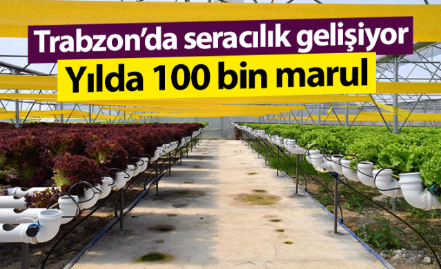 Trabzon’da seracılık gelişiyor! Yılda 100 Bin marul. Foto Haber 1