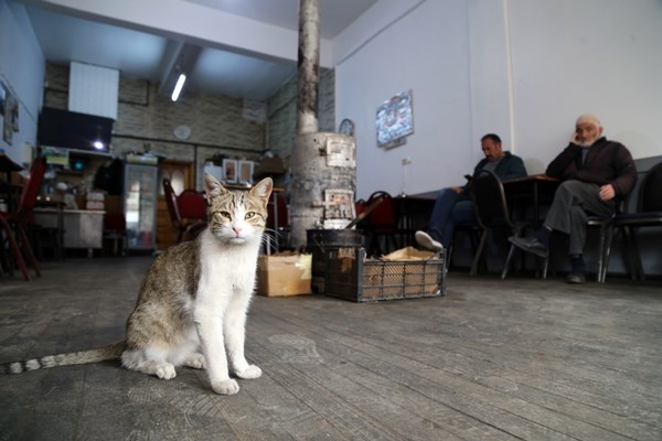 Çay ocağını yuva belleyen kediler müşterilerin maskotu oldu. Foto Haber 2