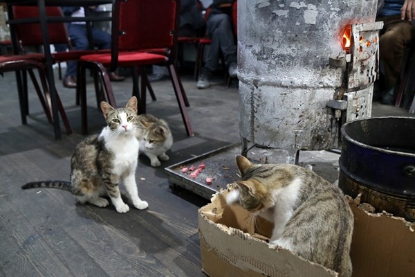 Çay ocağını yuva belleyen kediler müşterilerin maskotu oldu. Foto Haber 6