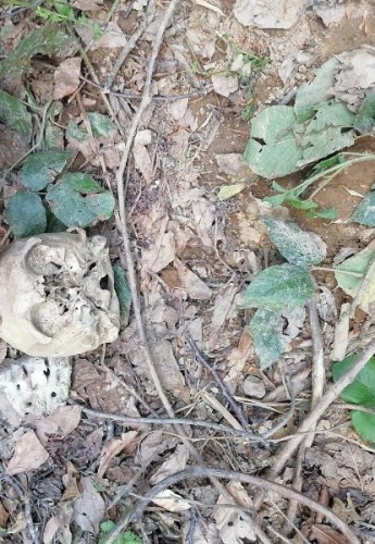 Gümüşhane 'de ormanda bulunan kafatası kemiklerin arkasından cinayet iddiası. Foto Haber 4