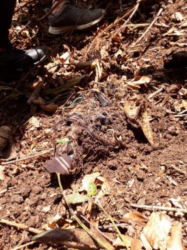Gümüşhane 'de ormanda bulunan kafatası kemiklerin arkasından cinayet iddiası. Foto Haber 10
