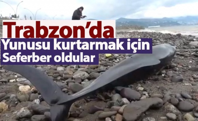 Trabzon'da yunusu kurtarmak için seferber oldular. Foto Haber 1