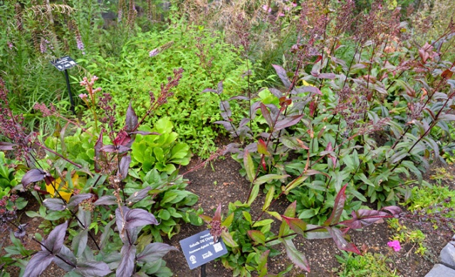 Trabzon Botanik Park'ta "Tıbbi ve Aromatik Bitkiler Koleksiyon Bahçesi" hayran bırakıyor.. Foto Galeri 7