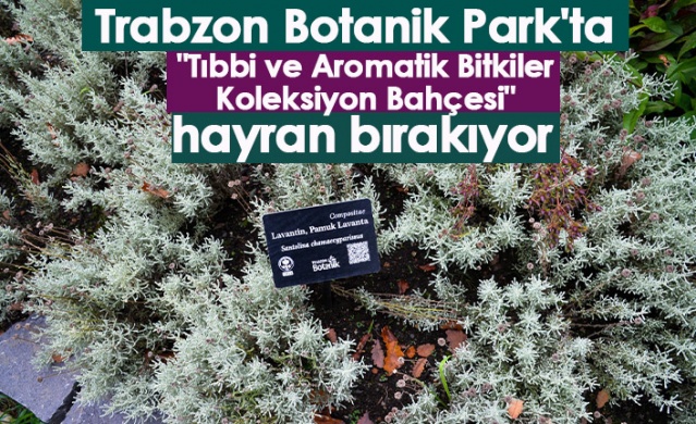 Trabzon Botanik Park'ta "Tıbbi ve Aromatik Bitkiler Koleksiyon Bahçesi" hayran bırakıyor.. Foto Galeri 1
