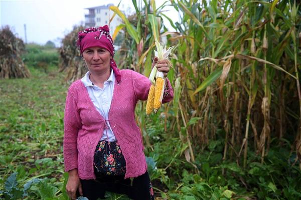 Karadeniz'in çalışkan kadınlarından mısır unu mesaisi. Foto Haber 21
