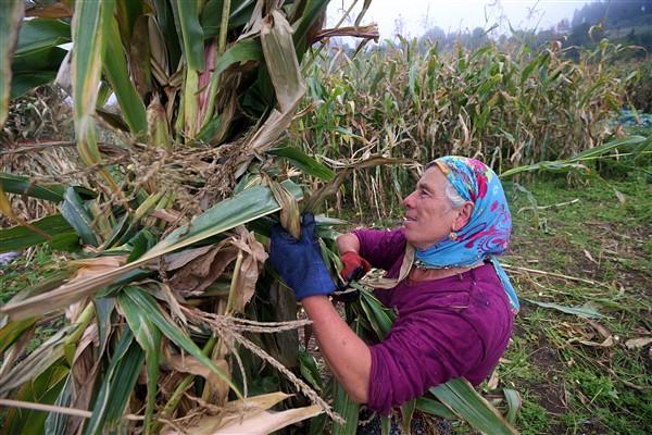 Karadeniz'in çalışkan kadınlarından mısır unu mesaisi. Foto Haber 16
