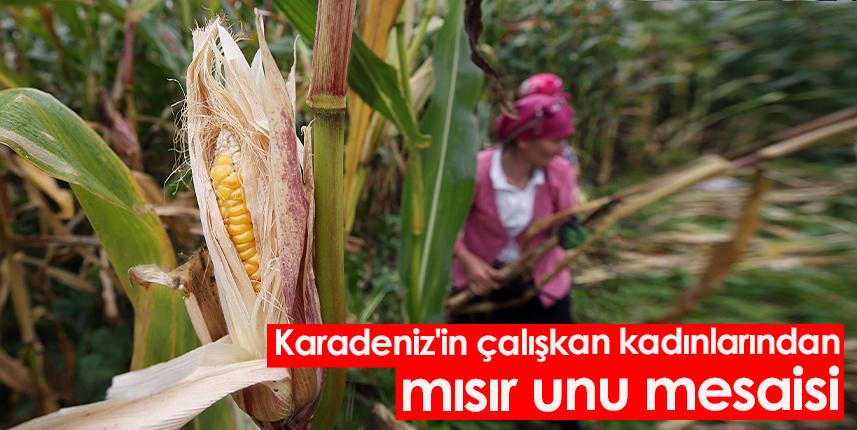 Karadeniz'in çalışkan kadınlarından mısır unu mesaisi. Foto Haber 1