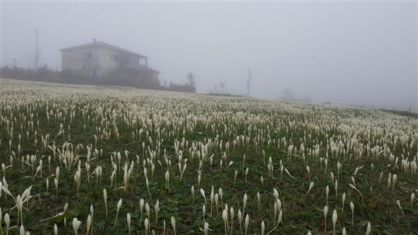 Doğu Karadeniz'de 'vargit' çiçekleri açtı; yaylacılar dönüşe geçti. Foto Haber 15