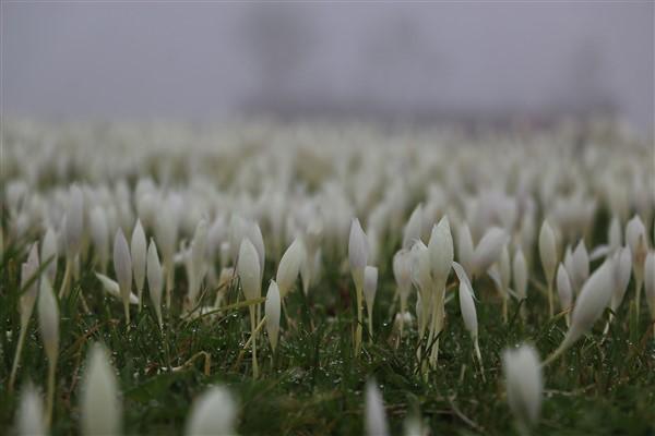 Doğu Karadeniz'de 'vargit' çiçekleri açtı; yaylacılar dönüşe geçti. Foto Haber 5