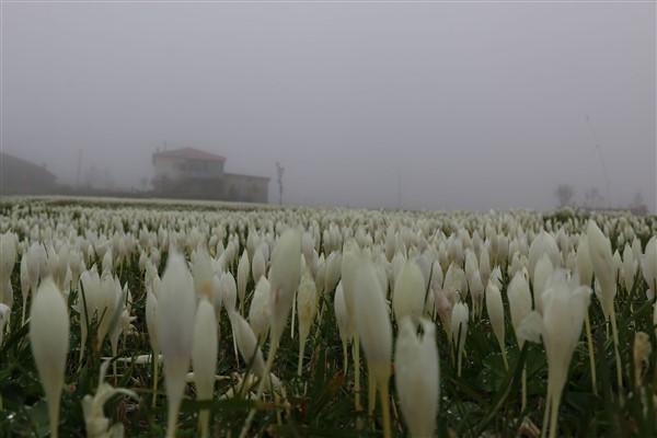 Doğu Karadeniz'de 'vargit' çiçekleri açtı; yaylacılar dönüşe geçti. Foto Haber 4