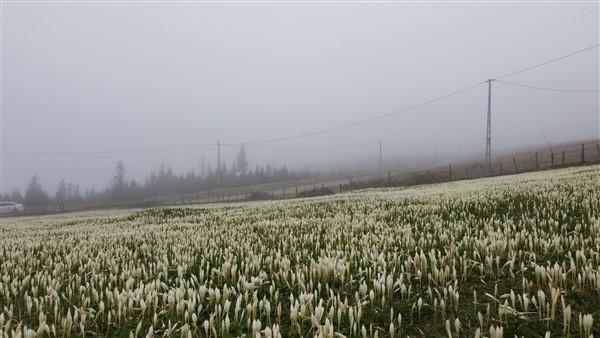 Doğu Karadeniz'de 'vargit' çiçekleri açtı; yaylacılar dönüşe geçti. Foto Haber 16