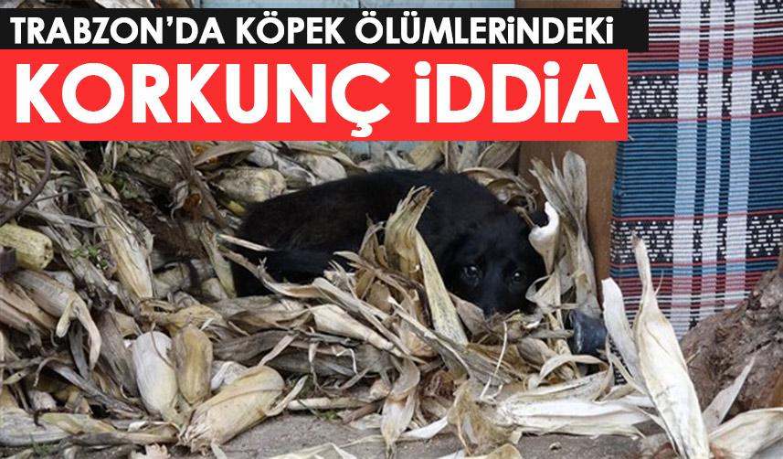 Trabzon'dak köpeki ölümleri ile alakalı korkunç iddia! Foto Haber 1