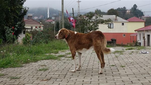 Trabzon'dak köpeki ölümleri ile alakalı korkunç iddia! Foto Haber 6
