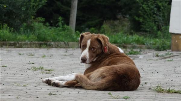 Trabzon'dak köpeki ölümleri ile alakalı korkunç iddia! Foto Haber 4