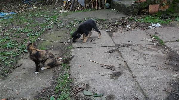 Trabzon'dak köpeki ölümleri ile alakalı korkunç iddia! Foto Haber 14
