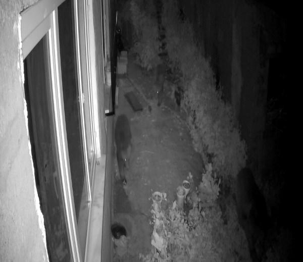 Rize'de ayılar boş evi böyle yokladı. Foto Galeri 2