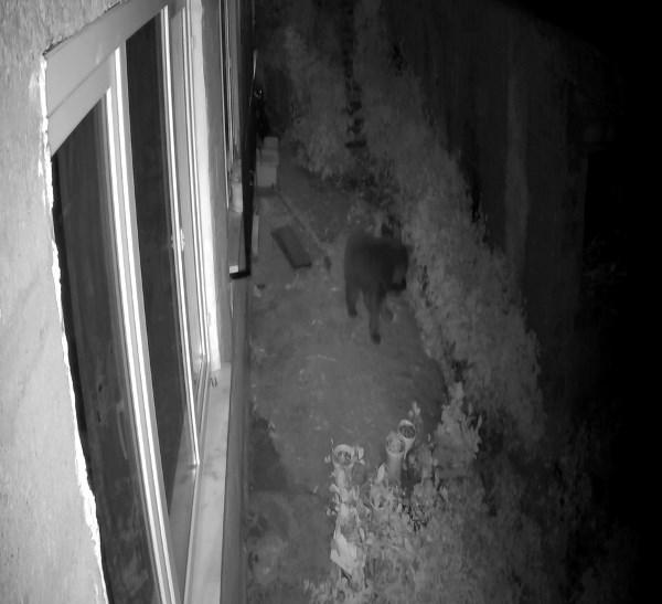 Rize'de ayılar boş evi böyle yokladı. Foto Galeri 3