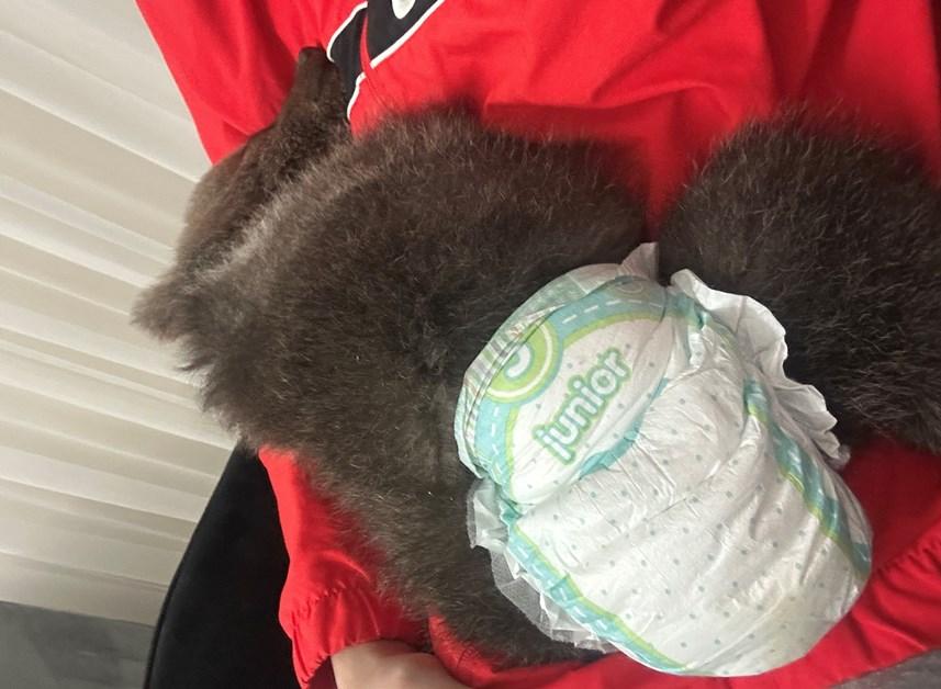 Gümüşhane'de Bebek bezli yavru ayı ‘Yogi’ evin maskotu oldu 10