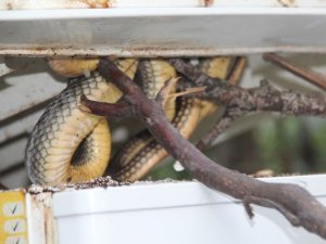 Bartın'da buzdolabına giren yılanı yetkili servis çıkardı