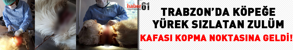 Trabzon’da sokak hayvanına zulüm! Kafası kopmak üzereyken bulundu