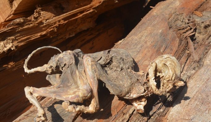 500 yıllık ağacın içinden çıkan hayvan fosili şaşırttı