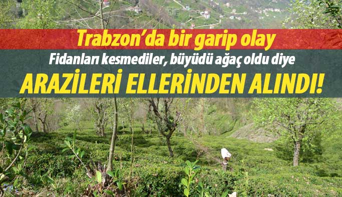 Trabzon'da bir garip olay! Arazilerinde ağaç var diye ellerinden alındı