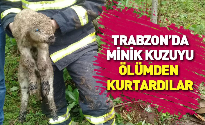 Trabzon'da kuzuyu kurtarma operasyonu