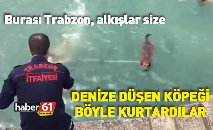 Trabzon'da denize düşen köpeği kurtardılar