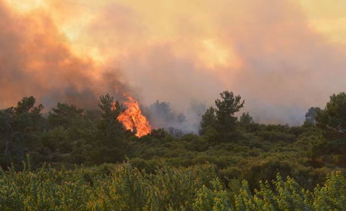 Korkutan orman yangını! Ekipler alevlere müdahale ediyor