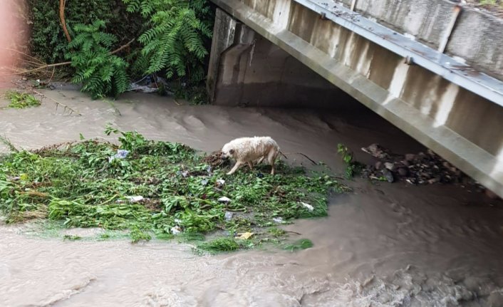 Hayvanlar, şiddetli yağışta mahsur kaldı