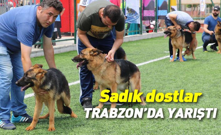 Trabzon'da Alman kurdu köpekler yarıştı