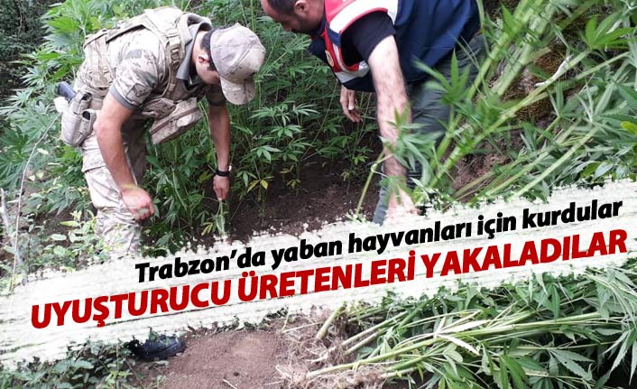Trabzon'da uyuşturucu üreticileri fotokapanla yakalandı