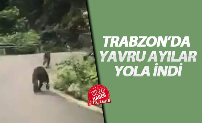 Trabzon'da yavru ayılar karayoluna indi