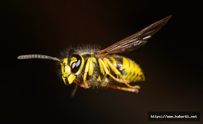 Fındık bahçesinde yaban arılarının saldırısına uğradı hayatını kaybetti