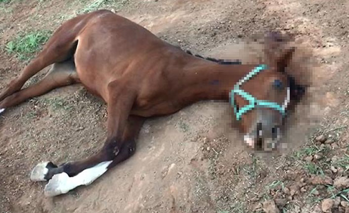 Şanlıurfa'da yarış atlarının ölümleri şüphelendirdi