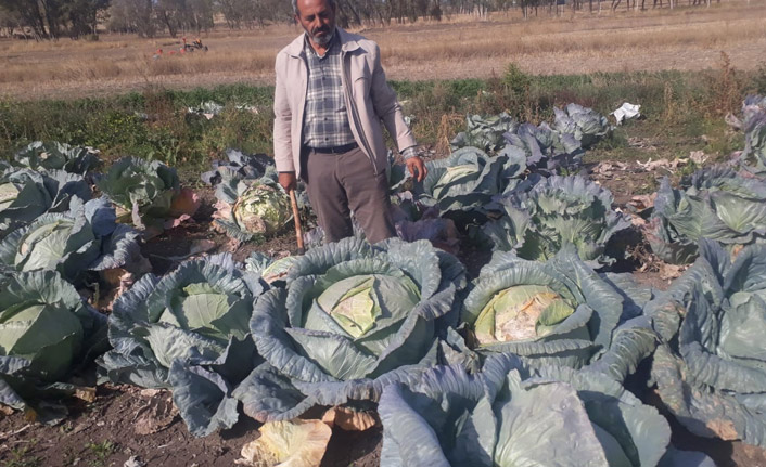 Yozgat'ın organik dev lahanaları