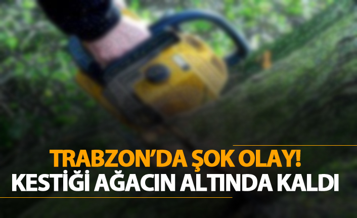 Trabzon'da şok olay! Kestiği ağacın altında kaldı