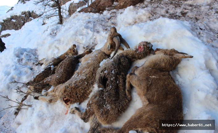 Keçiler soğuktan donarak öldü