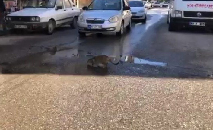 Çukurda su içen kedi trafiği durdurdu